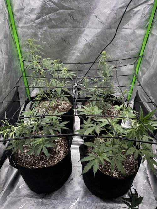 Purple Punch OG Xl Auto. Week 6