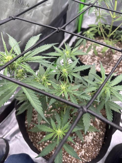 Purple Punch OG Xl Auto. Week 7