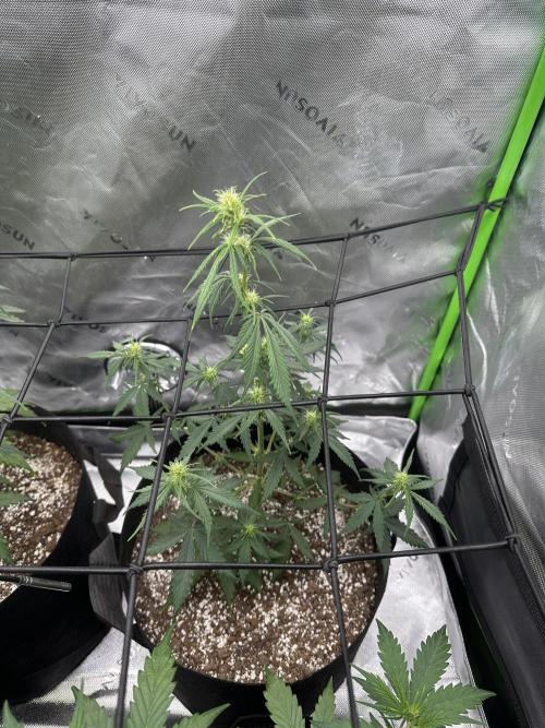 Purple Punch OG Xl Auto. Week 7