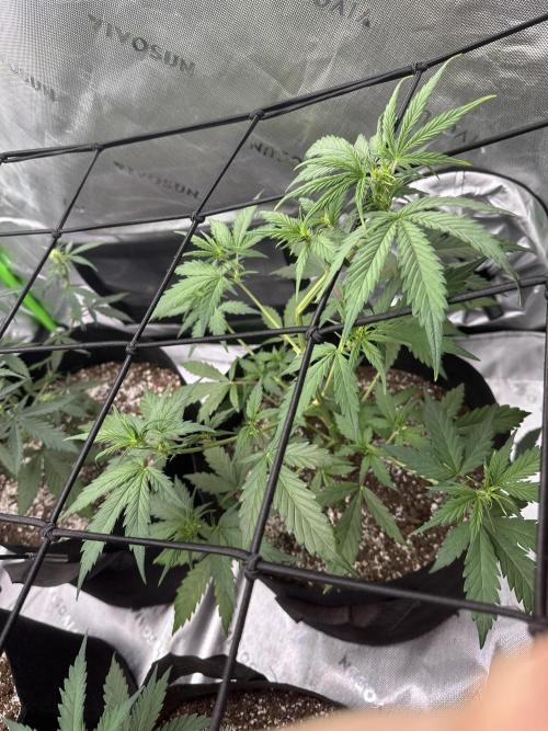 Purple Punch OG Xl Auto. Week 7