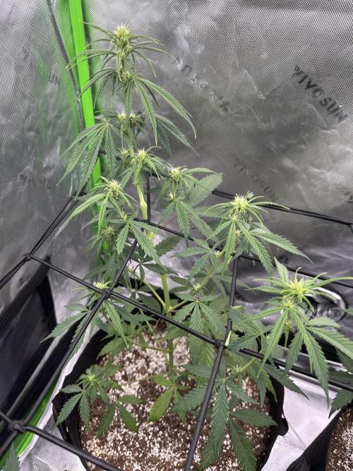 Purple Punch OG Xl Auto. Week 7