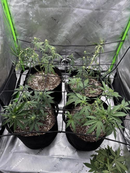 Purple Punch OG Xl Auto. Week 7