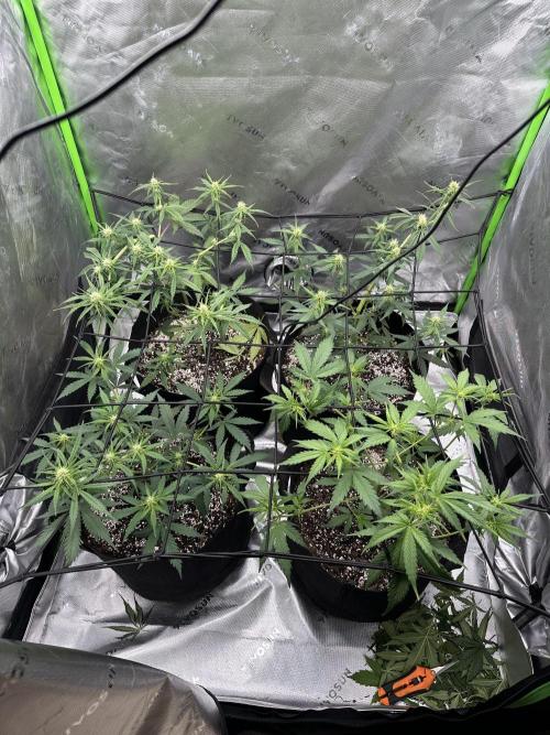 Purple Punch OG Xl Auto. Week 7