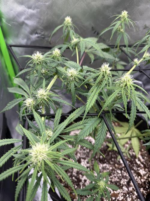 Purple Punch OG Xl Auto. Week 7