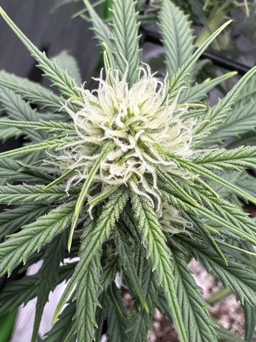 Purple Punch OG Xl Auto. Week 7
