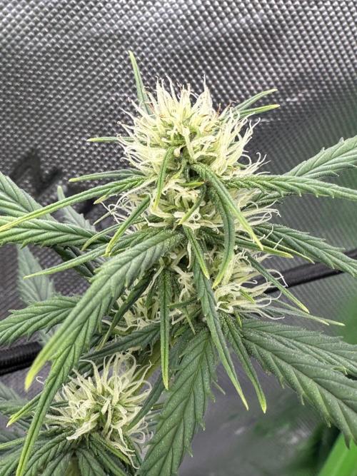Purple Punch OG Xl Auto. Week 7