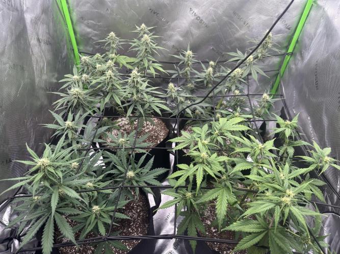 Purple Punch OG Xl Auto. Week 8