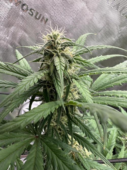 Purple Punch OG Xl Auto. Week 8