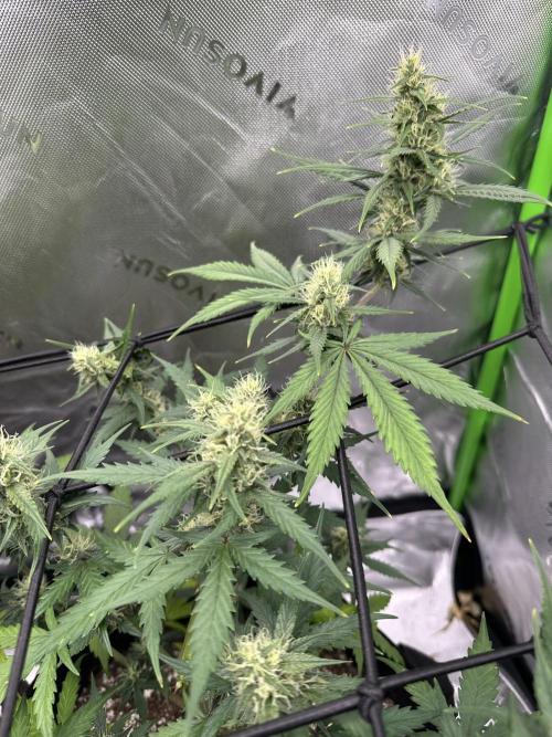 Purple Punch OG Xl Auto. Week 8