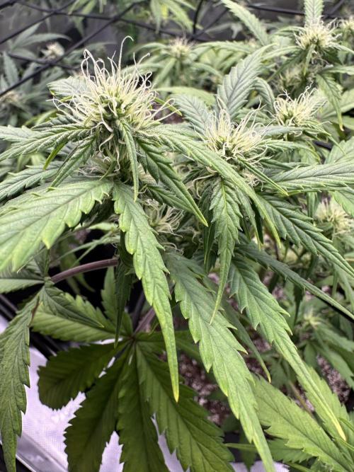 Purple Punch OG Xl Auto. Week 8