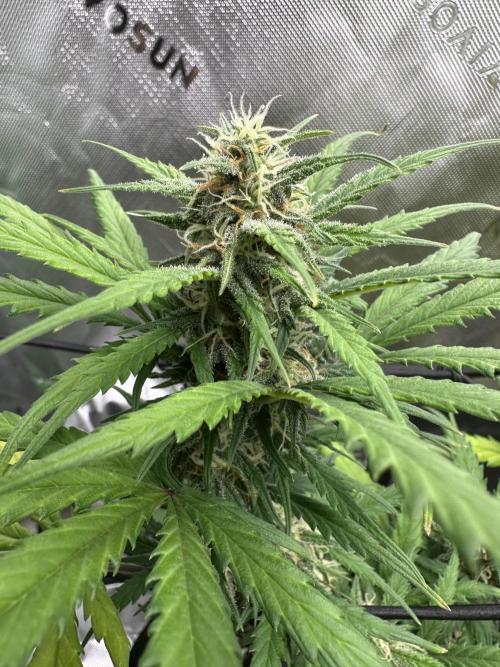 Purple Punch OG Xl Auto. Week 8