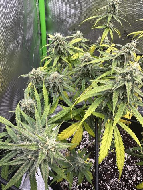 Purple Punch OG Xl Auto. Week 9