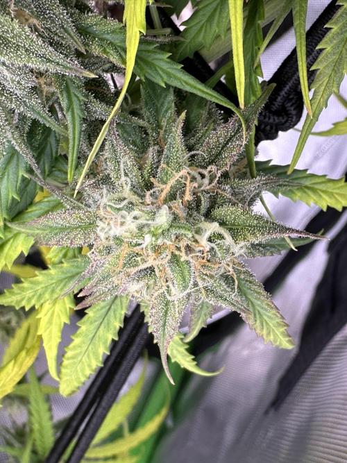 Purple Punch OG Xl Auto. Week 9