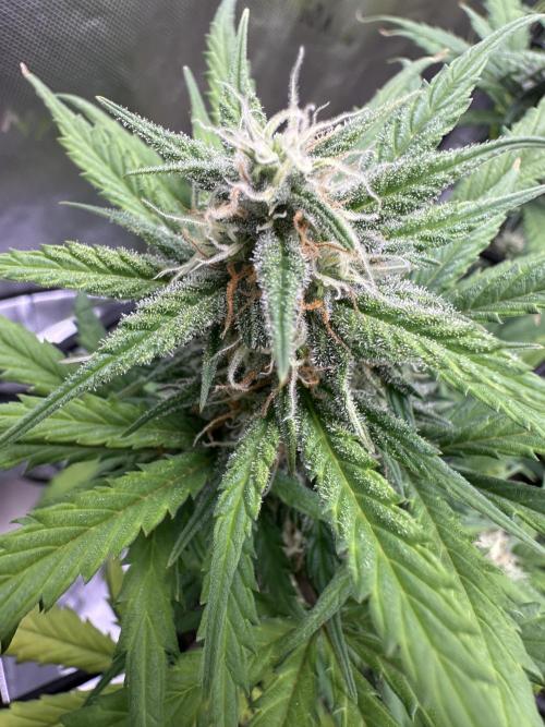 Purple Punch OG Xl Auto. Week 9