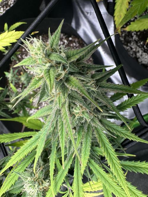 Purple Punch OG Xl Auto. Week 9