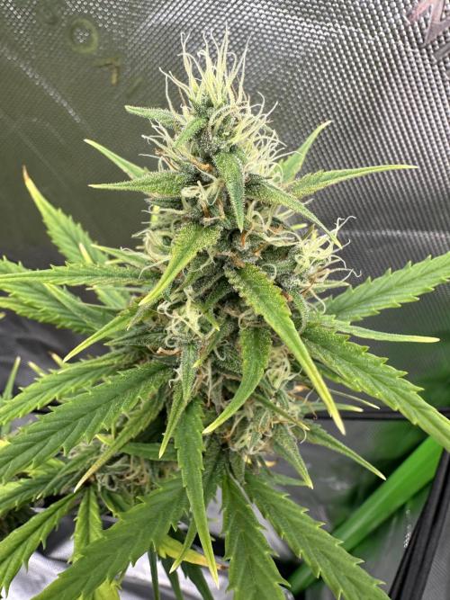 Purple Punch OG Xl Auto. Week 9