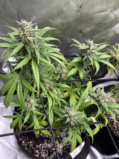 Purple Punch OG Xl Auto. Week 10