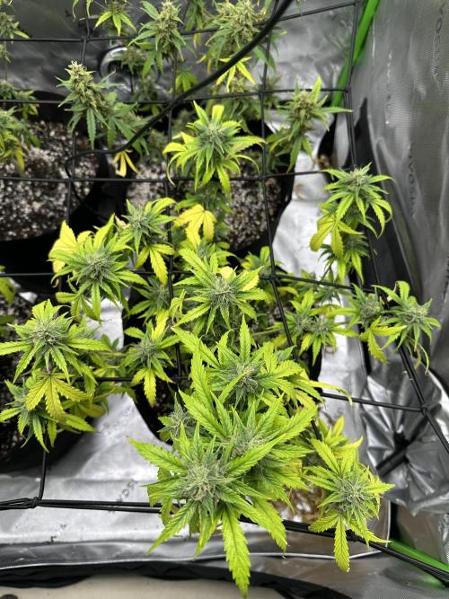 Purple Punch OG Xl Auto. Week 10