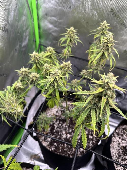 Purple Punch OG Xl Auto. Week 10