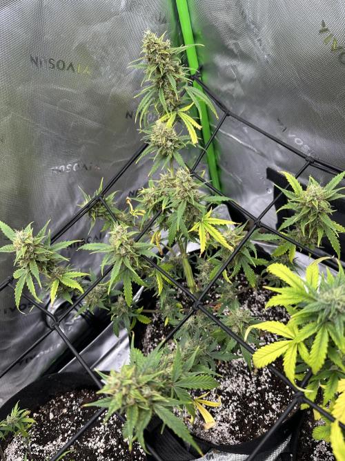 Purple Punch OG Xl Auto. Week 10