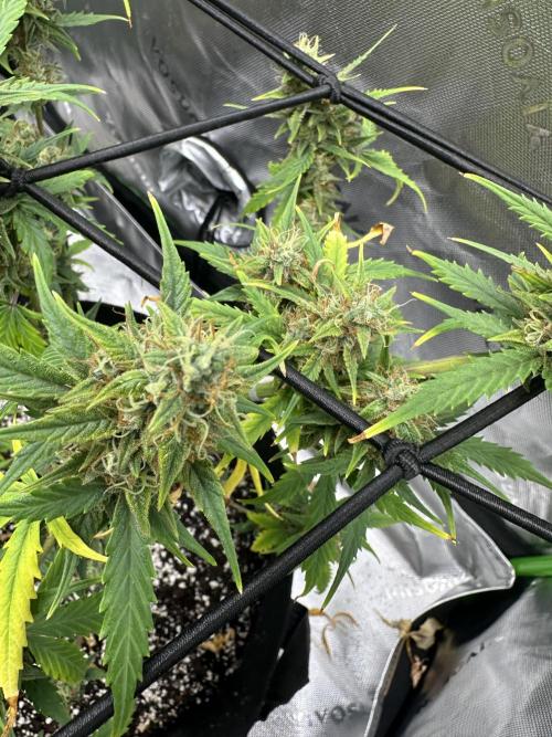Purple Punch OG Xl Auto. Week 10