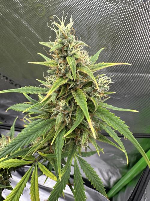 Purple Punch OG Xl Auto. Week 10