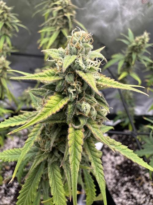 Purple Punch OG Xl Auto. Week 10