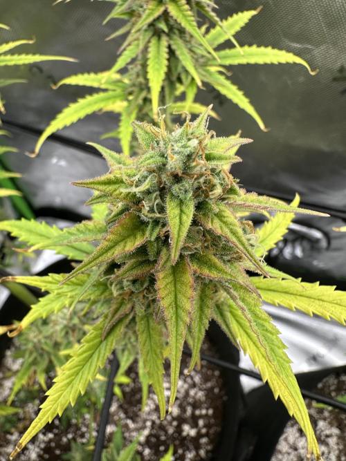 Purple Punch OG Xl Auto. Week 10