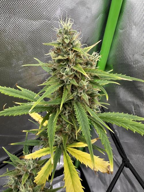 Purple Punch OG Xl Auto. Week 10