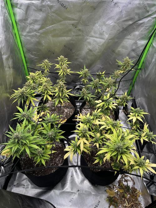 Purple Punch OG Xl Auto. Week 11