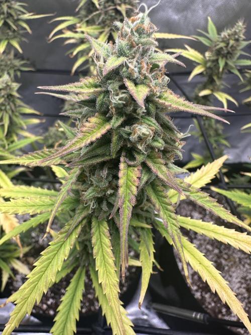 Purple Punch OG Xl Auto. Week 11