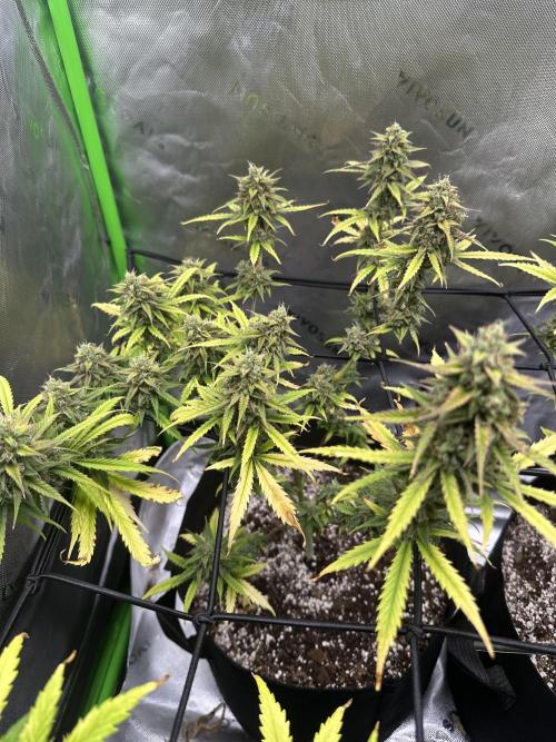 Purple Punch OG Xl Auto. Week 11