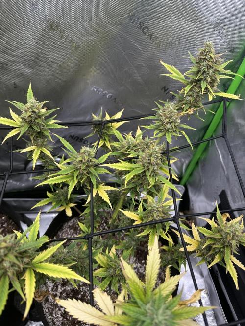 Purple Punch OG Xl Auto. Week 11