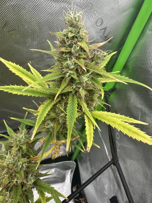 Purple Punch OG Xl Auto. Week 11