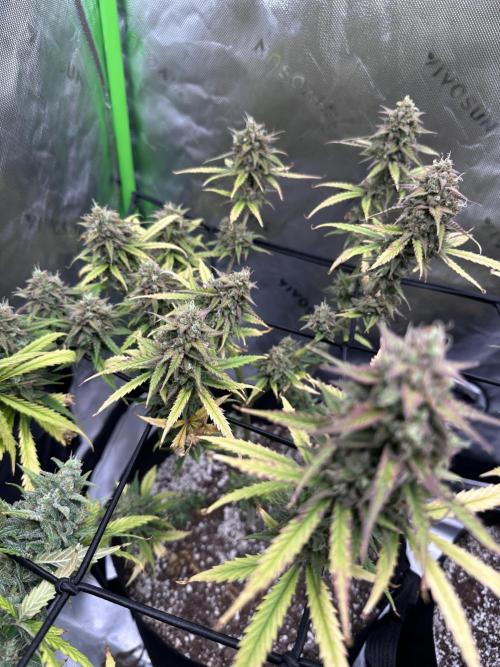 Purple Punch OG Xl Auto. Week 12