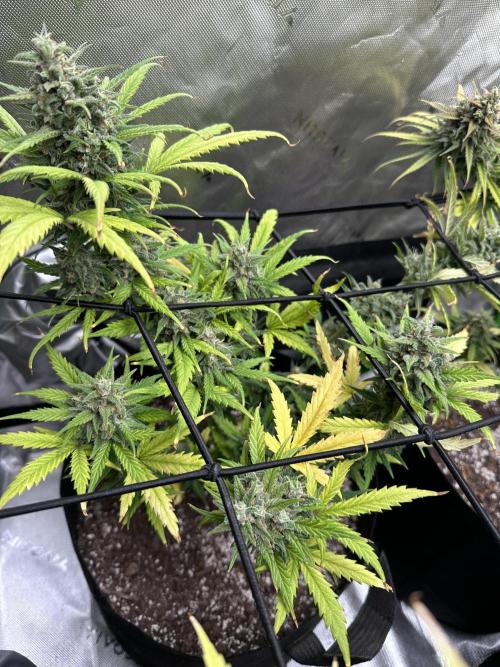 Purple Punch OG Xl Auto. Week 12