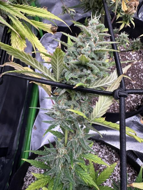 Purple Punch OG Xl Auto. Week 12