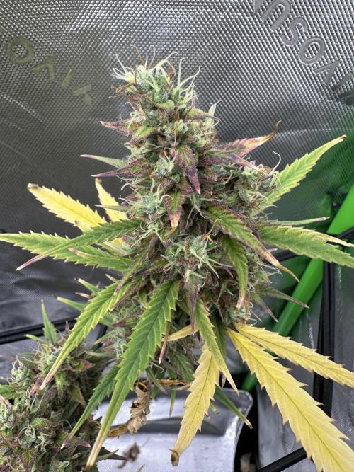 Purple Punch OG Xl Auto. Week 12