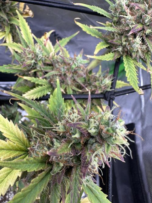 Purple Punch OG Xl Auto. Week 12