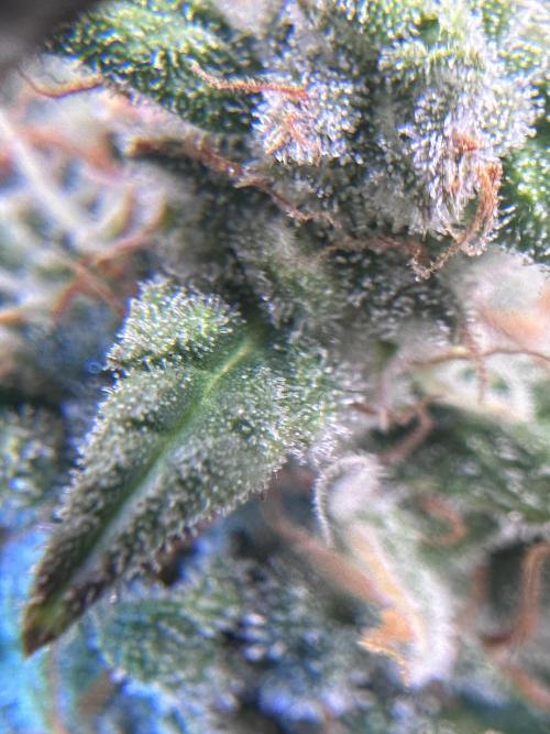 Purple Punch OG Xl Auto. Week 12