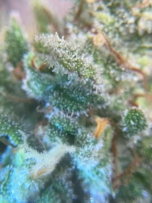 Purple Punch OG Xl Auto