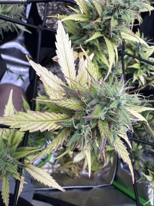 Purple Punch OG Xl Auto. Week 12