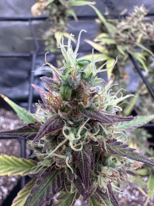 Purple Punch OG Xl Auto. Week 12