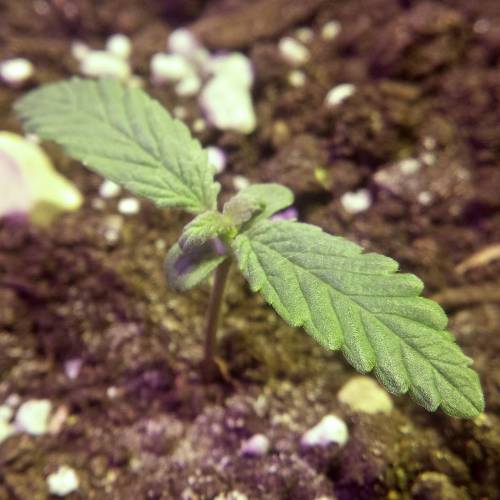 Sam's Crack #4 - Samsquanch x Sour Crack. Week 1 - Day 7