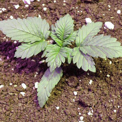 Sam's Crack #4 - Samsquanch x Sour Crack. Week 2 - Day 14