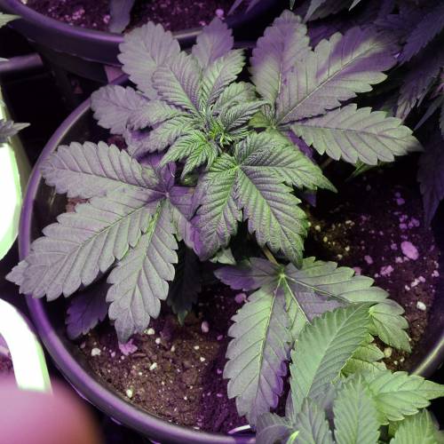 Sam's Crack #4 - Samsquanch x Sour Crack. Week 3 - Day 21