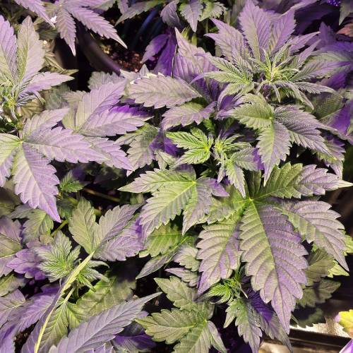 Sam's Crack #4 - Samsquanch x Sour Crack. Week 4 - Day 28