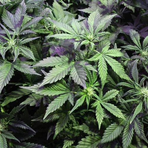 Sam's Crack #4 - Samsquanch x Sour Crack. Week 5 - Day 35