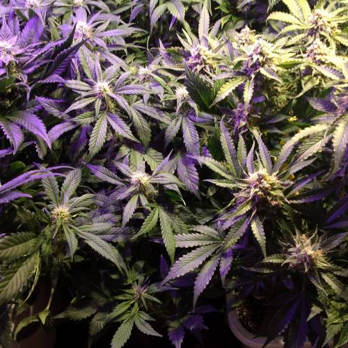 Sam's Crack #4 - Samsquanch x Sour Crack. Week 6 - Day 42