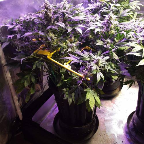 Sam's Crack #4 - Samsquanch x Sour Crack. Week 8 - Day 56